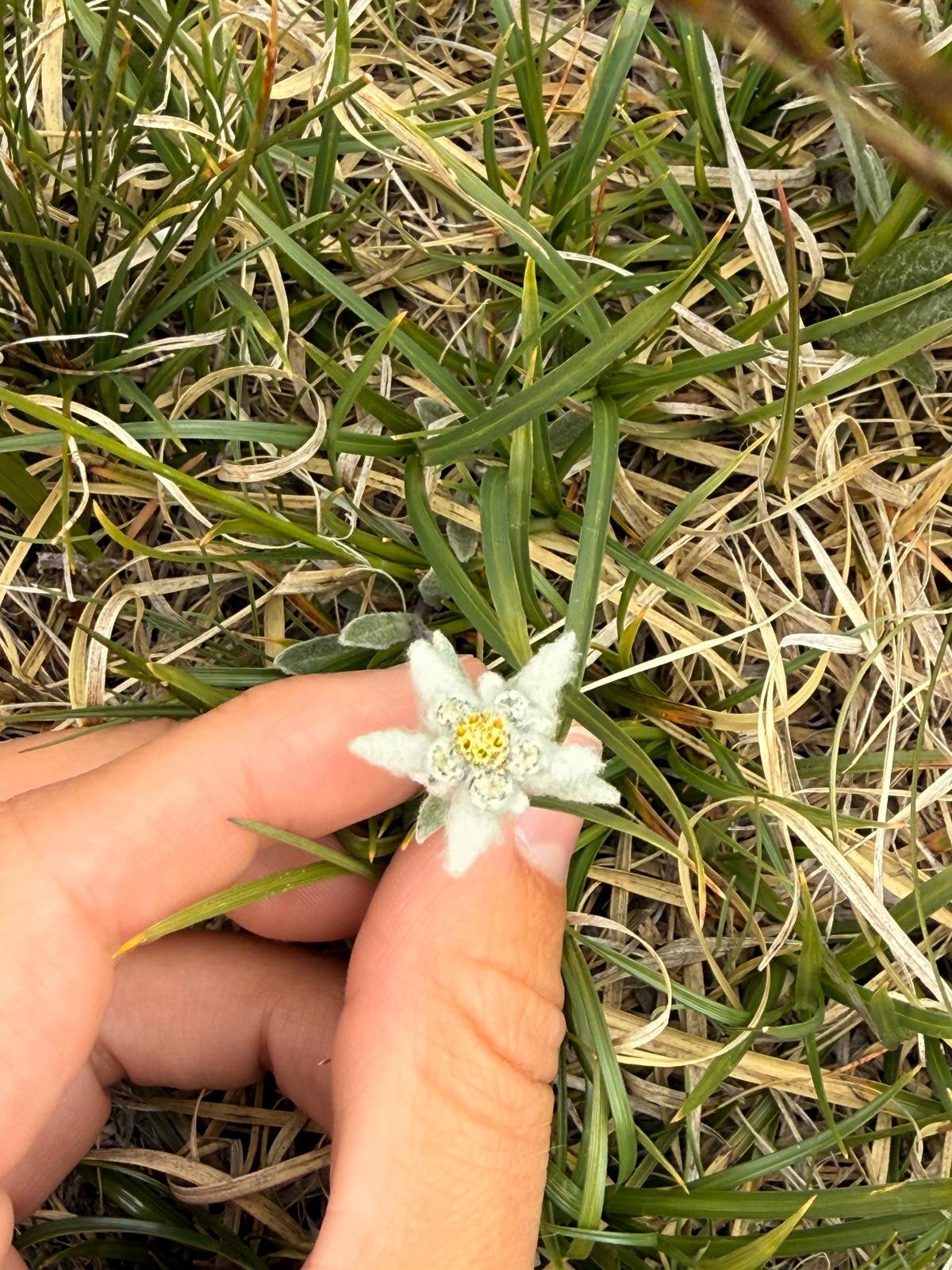 edelweiss