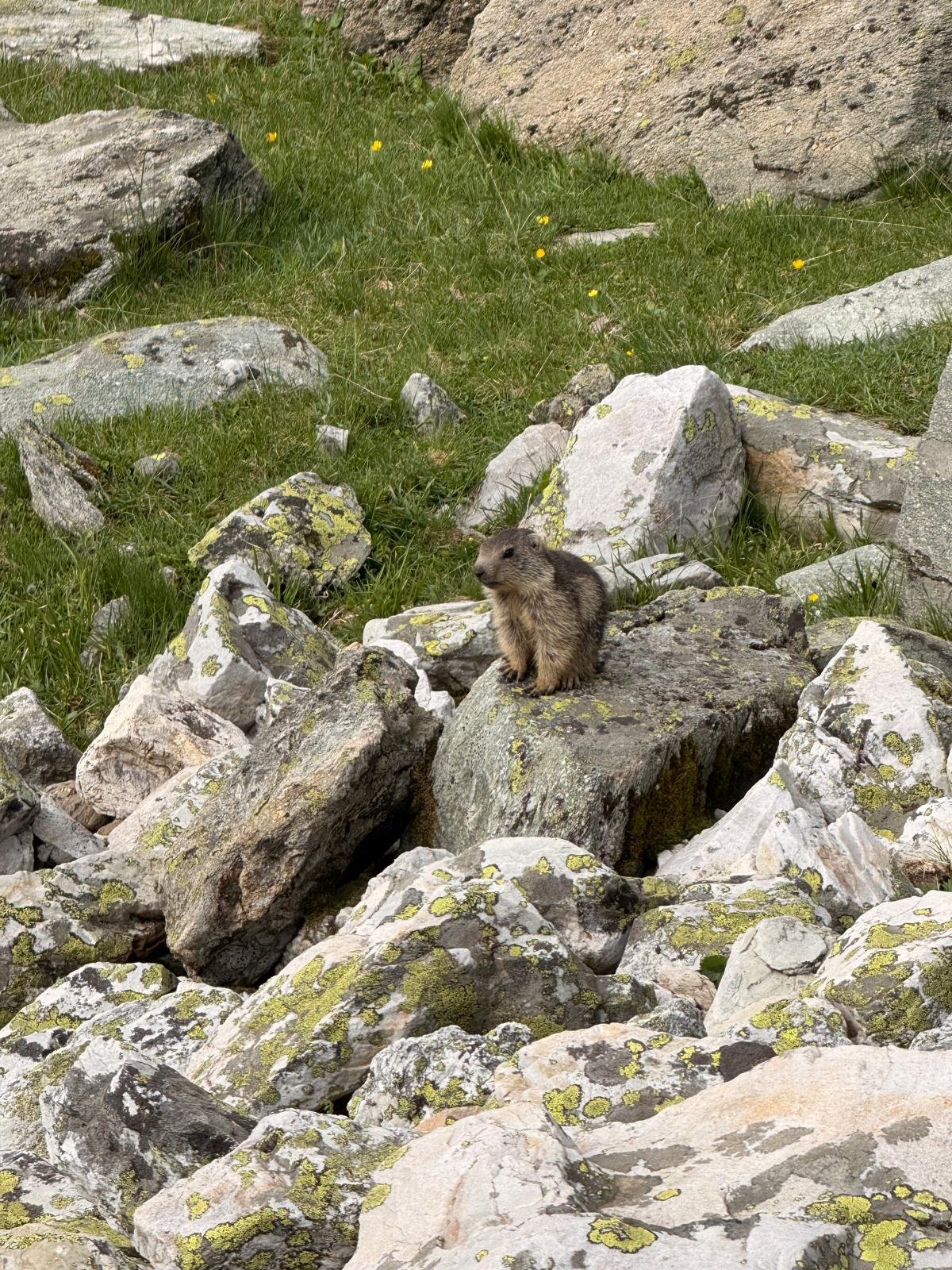 marmotton